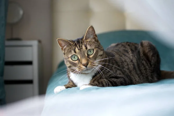 Güzel kedi yalanlar üzerine bir mavi Kareli