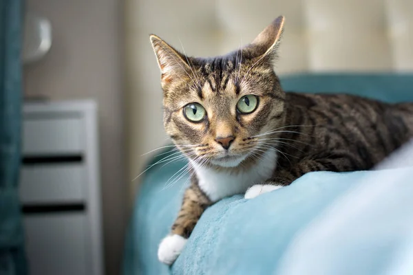 Yatakta yatan sevimli kedi.