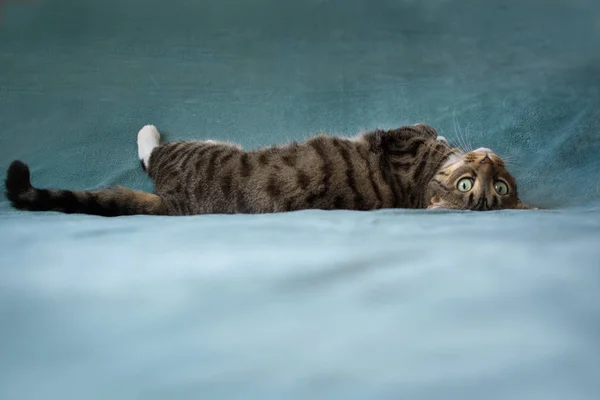 Krásná Kočka Leží Modré Kostkované — Stock fotografie