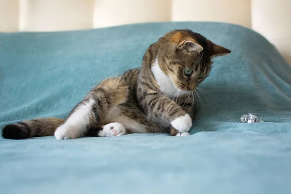 Милая Кошка Лежащая Кровати — стоковое фото