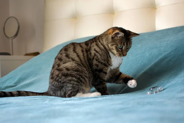 Güzel kedi yalanlar üzerine bir mavi Kareli