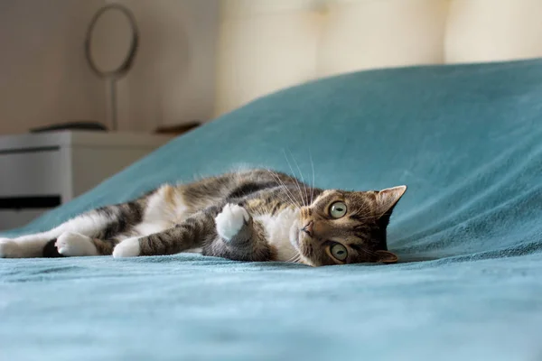 かわいい猫がベッドに横になって ストック写真