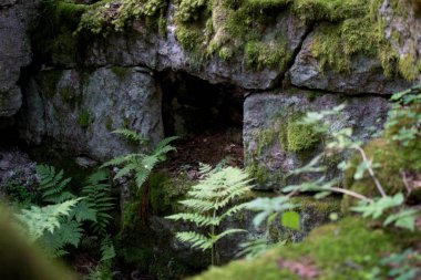 Antik kalıntılar ve taş vahşi ormanda