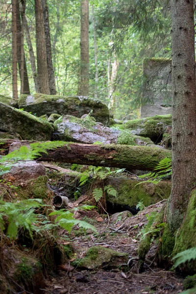 çam ormanı içinde büyümüş iz
