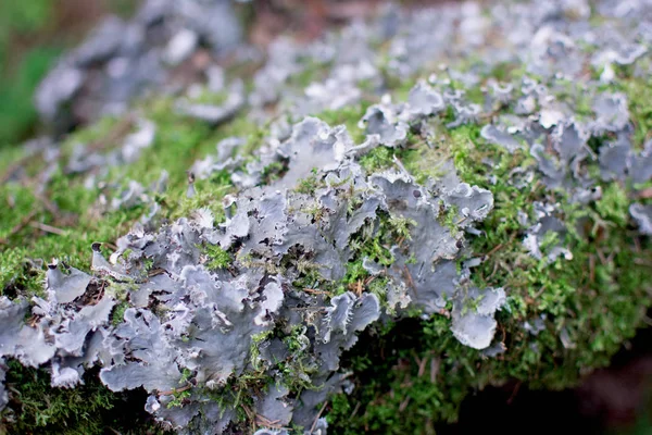 yosun kaplı taş orman