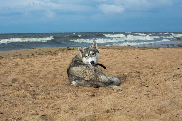 Cane Sdraiato Sulla Sabbia Vicino All Acqua — Foto Stock