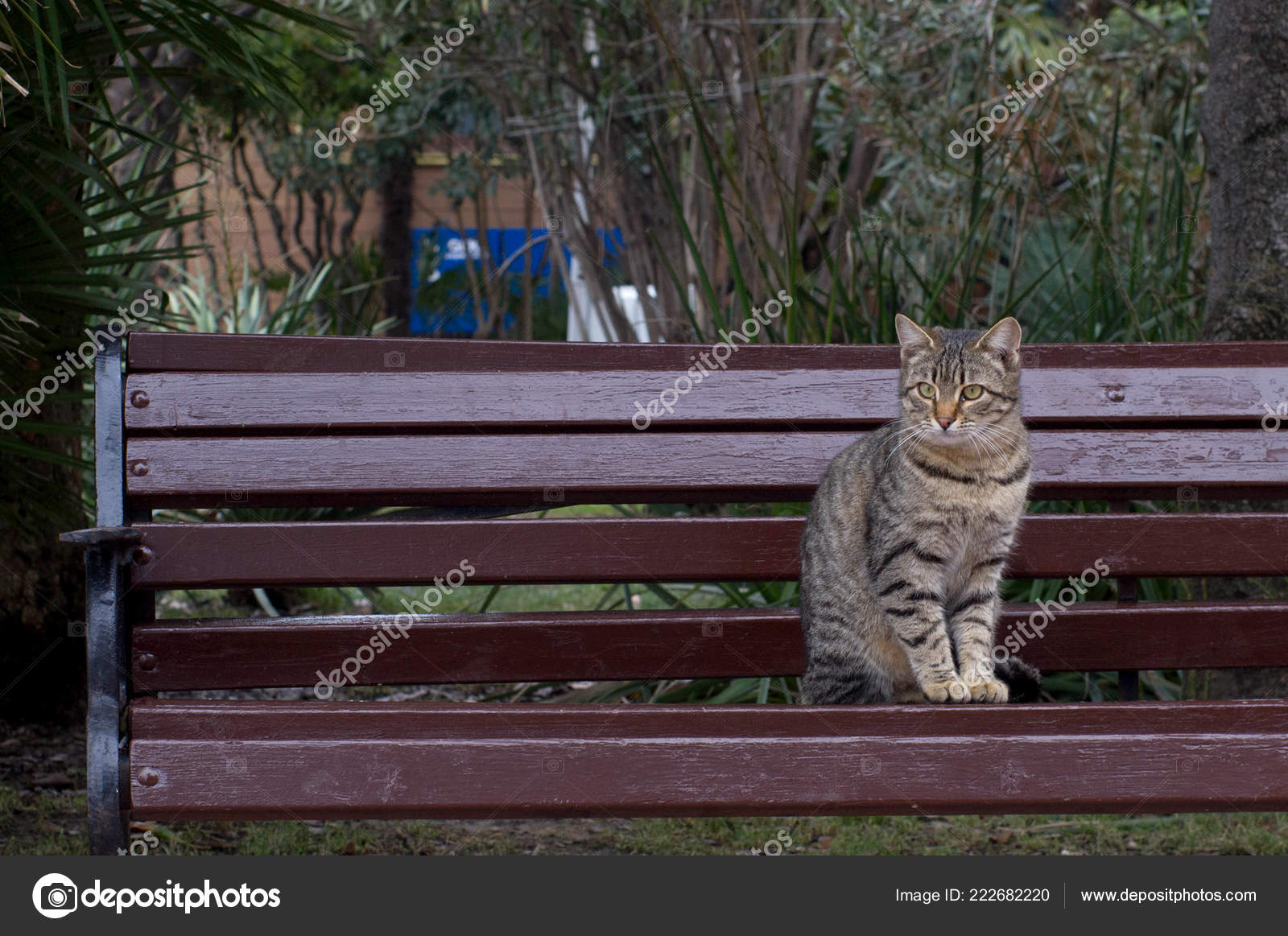 Home Cat Sitting Bench Park Stock Photo C Lemafoto 222682220
