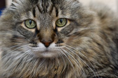 yakın çekim iri gözlü büyük bir kedi portresi