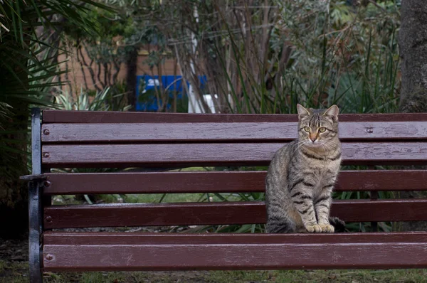 Parkta bir bankta oturan ev kedi