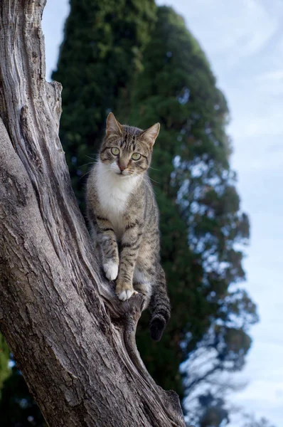 公園の木の上に座ってホーム猫 ストック画像