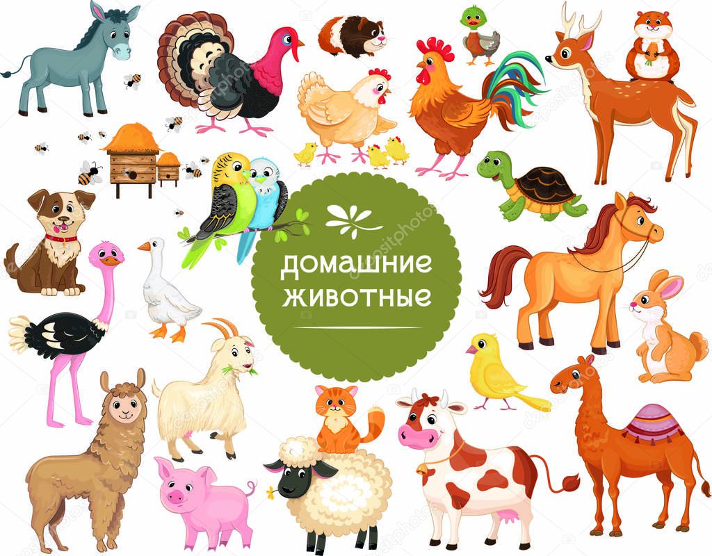 Pets, illustrations for children, farm animals, farm