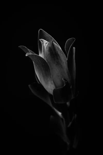 Plante tropicale dans le noir — Photo