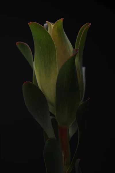 Plante avec d'énormes feuilles sur fond noir — Photo