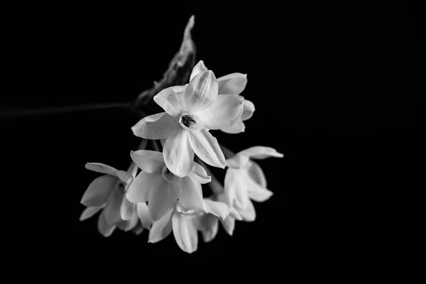 Narcis. Černá a bílá — Stock fotografie