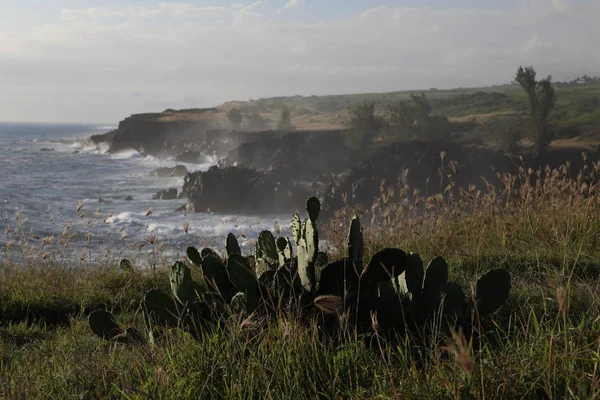 海岸にある断崖に育つサボテン — ストック写真