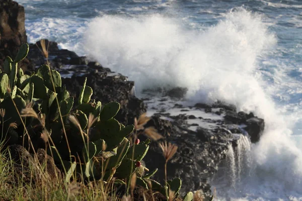 サボテンが大きくなる岩の色の強い波を打つ — ストック写真