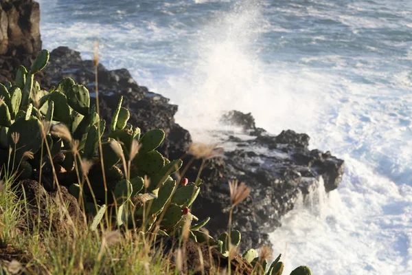 Strong wave of color beats on the rocks on which the cactus grows — Stock Photo, Image