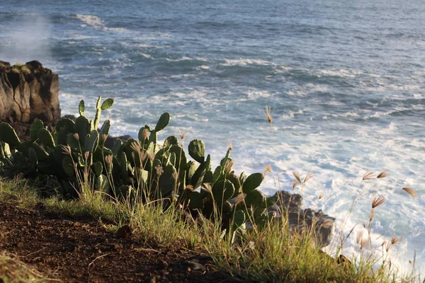 在位于海边的悬崖上生长着仙人掌 — 图库照片
