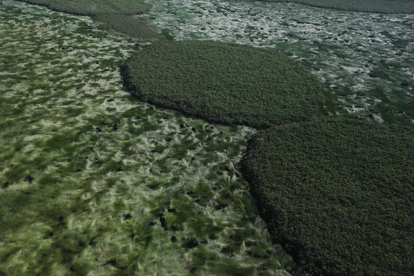 Vista superior de pântanos verdes com ilhas — Fotografia de Stock