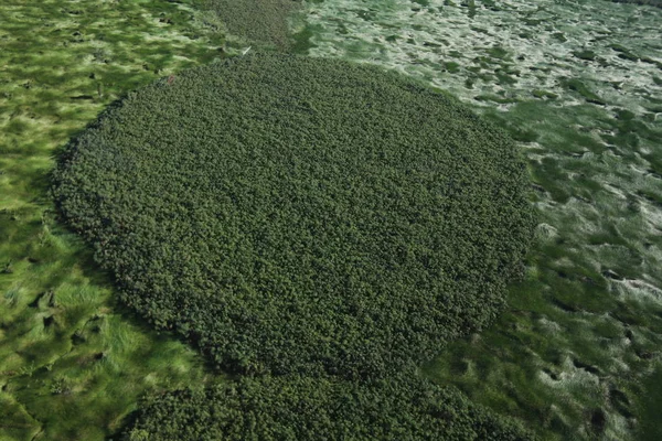 Vista superior de pântanos verdes com ilhas — Fotografia de Stock
