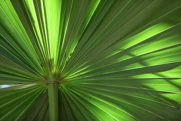 잎 녹색 큰 식물 — 스톡 사진