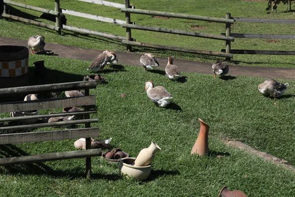 Na clareira do cercado perto dos jarros estão os gansos domésticos — Fotografia de Stock