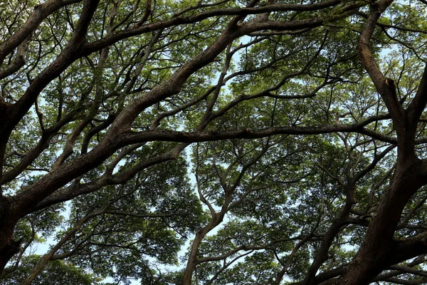 Нижний вид на вершину дерева, где много ветвей и листьев — стоковое фото