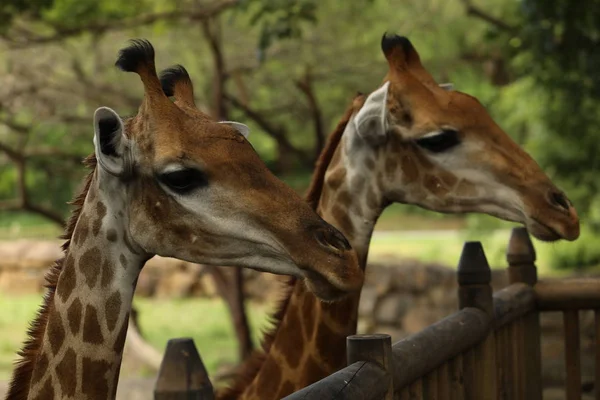 Cerca de dos caras de una jirafa mirando hacia el futuro — Foto de Stock