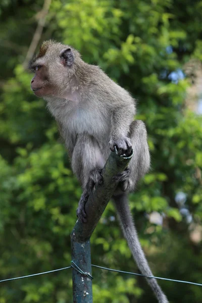 Μαϊμού κάθεται σε ένα μεταλλικό σωλήνα κοντά σε δέντρα — Φωτογραφία Αρχείου