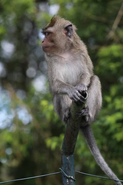 Μαϊμού κάθεται σε ένα μεταλλικό σωλήνα κοντά σε δέντρα. Θολή φόντο — Φωτογραφία Αρχείου
