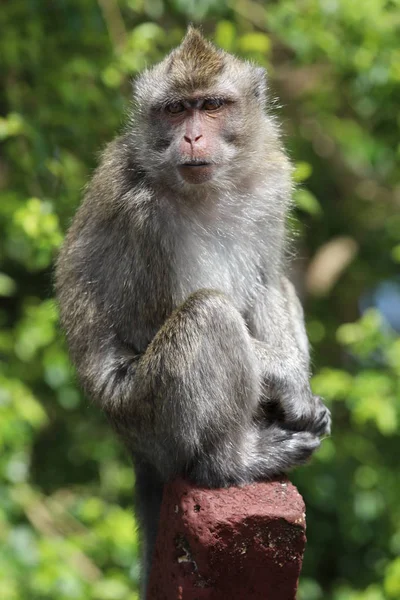 Μαϊμού κάθεται σε ένα ξύλινο ραβδί κοντά σε δέντρα. Θολή φόντο — Φωτογραφία Αρχείου