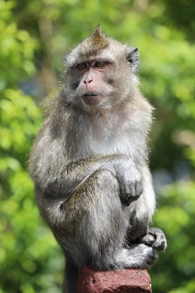 Monkey sits on a wooden stick near trees. Blurred background — Stock Photo, Image
