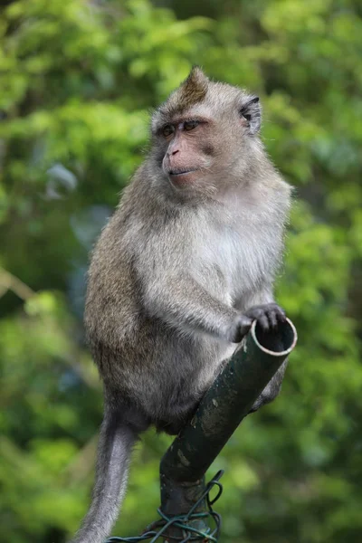 Μαϊμού κάθεται σε ένα μεταλλικό σωλήνα κοντά σε δέντρα. Θολή φόντο — Φωτογραφία Αρχείου