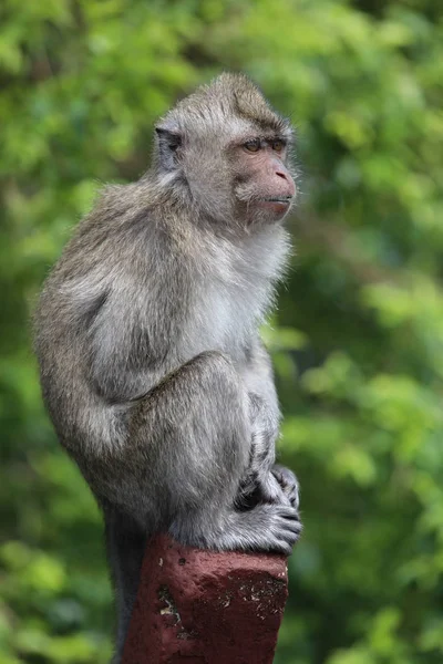 Monkey sits on a wooden stick near trees. Blurred background — Stock Photo, Image