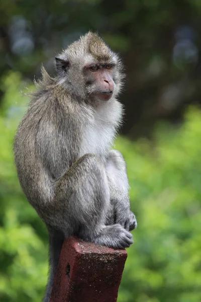 Μαϊμού κάθεται σε ένα ξύλινο ραβδί κοντά σε δέντρα. Θολή φόντο — Φωτογραφία Αρχείου
