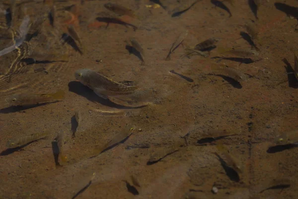 Peixes nadam em águas rasas — Fotografia de Stock