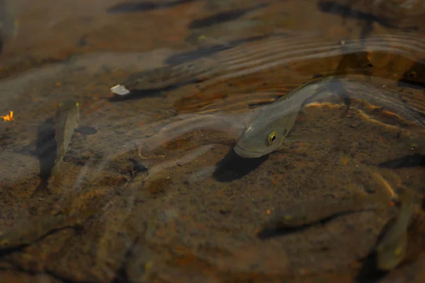 Nahaufnahme Fische schwimmen im flachen Wasser — Stockfoto