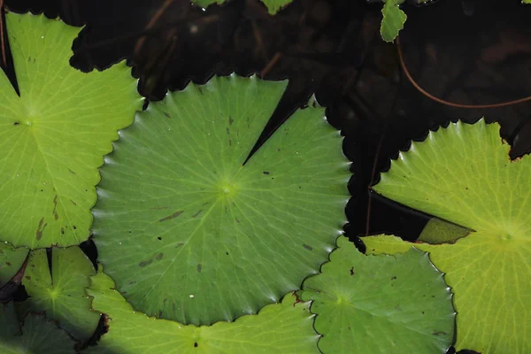 Close up in the water floats a lot of lotus water lilies — Stock Photo, Image