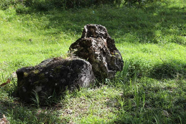 En el bosque sobre la hierba hay dos piedras alrededor de las cuales yacen las hojas caídas. — Foto de Stock