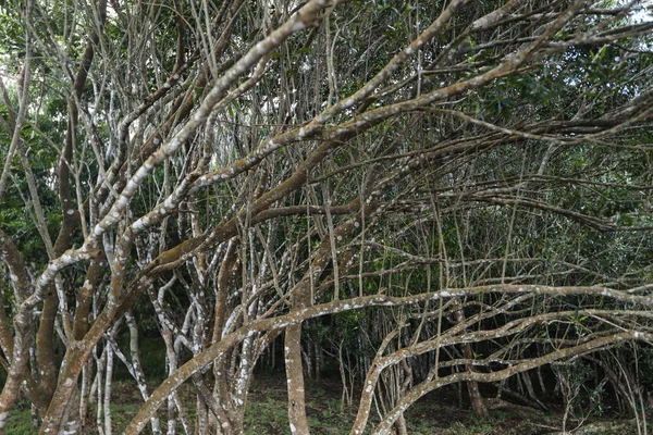 Muitos ramos em uma floresta — Fotografia de Stock
