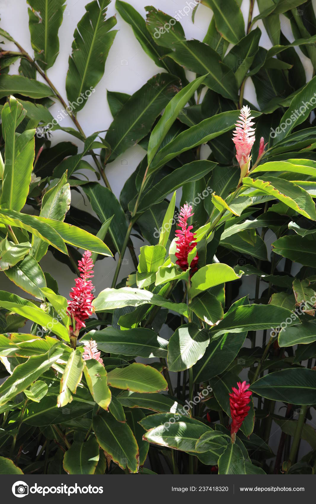 Green Plant With Long Leaves And Flowers Grows Near A Fence Stock Photo Image By C Kazanovskyiphoto Gmail Com 237418320
