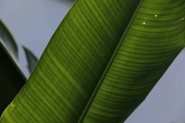 부시 대통령의 잎의 클로즈업 — 스톡 사진