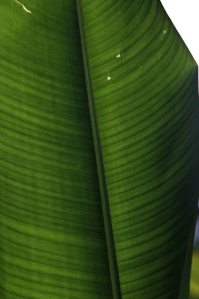 부시 대통령의 잎의 클로즈업 — 스톡 사진