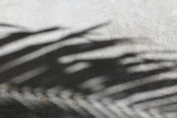 Sul pavimento è un'ombra dalle foglie di palma . — Foto Stock