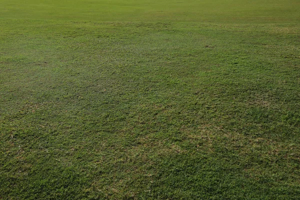 Close up grass on the lawn