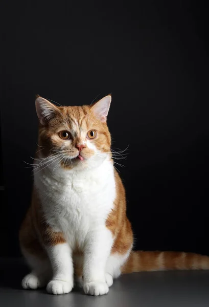 Kırmızı erkek kedi, siyah izole kameraya doğru yürüyüş — Stok fotoğraf