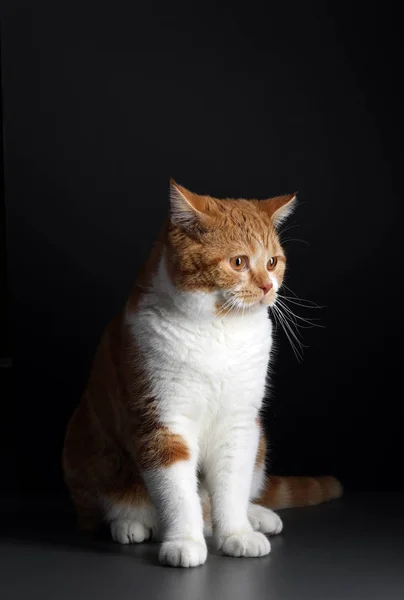 Gato macho rojo, caminando hacia la cámara, aislado en negro —  Fotos de Stock