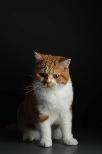 Kırmızı erkek kedi, siyah izole kameraya doğru yürüyüş — Stok fotoğraf