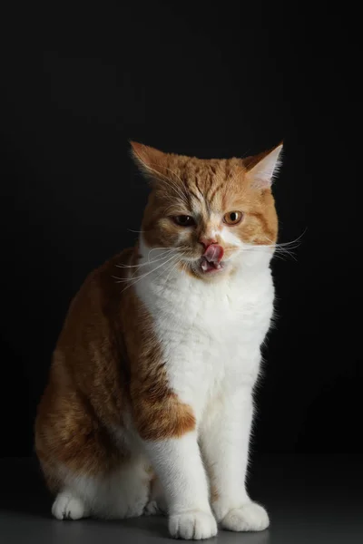 Kucing jantan merah, berjalan menuju kamera, terisolasi dalam warna hitam — Stok Foto