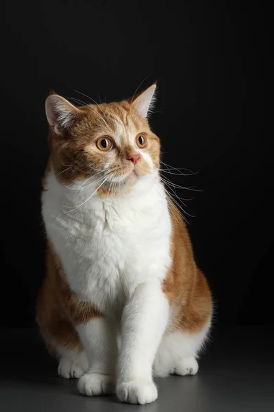 Röd hane katt, gående mot kameran, isolerade i svart — Stockfoto